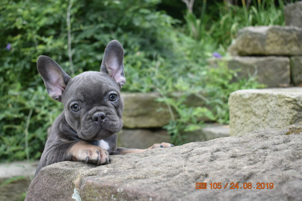 Past Puppies | Frenchies Unlimited Ohio