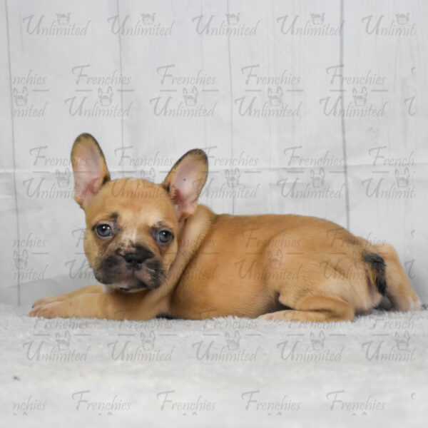 Frenchies unlimited puppy