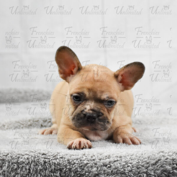 Frenchies unlimited puppy